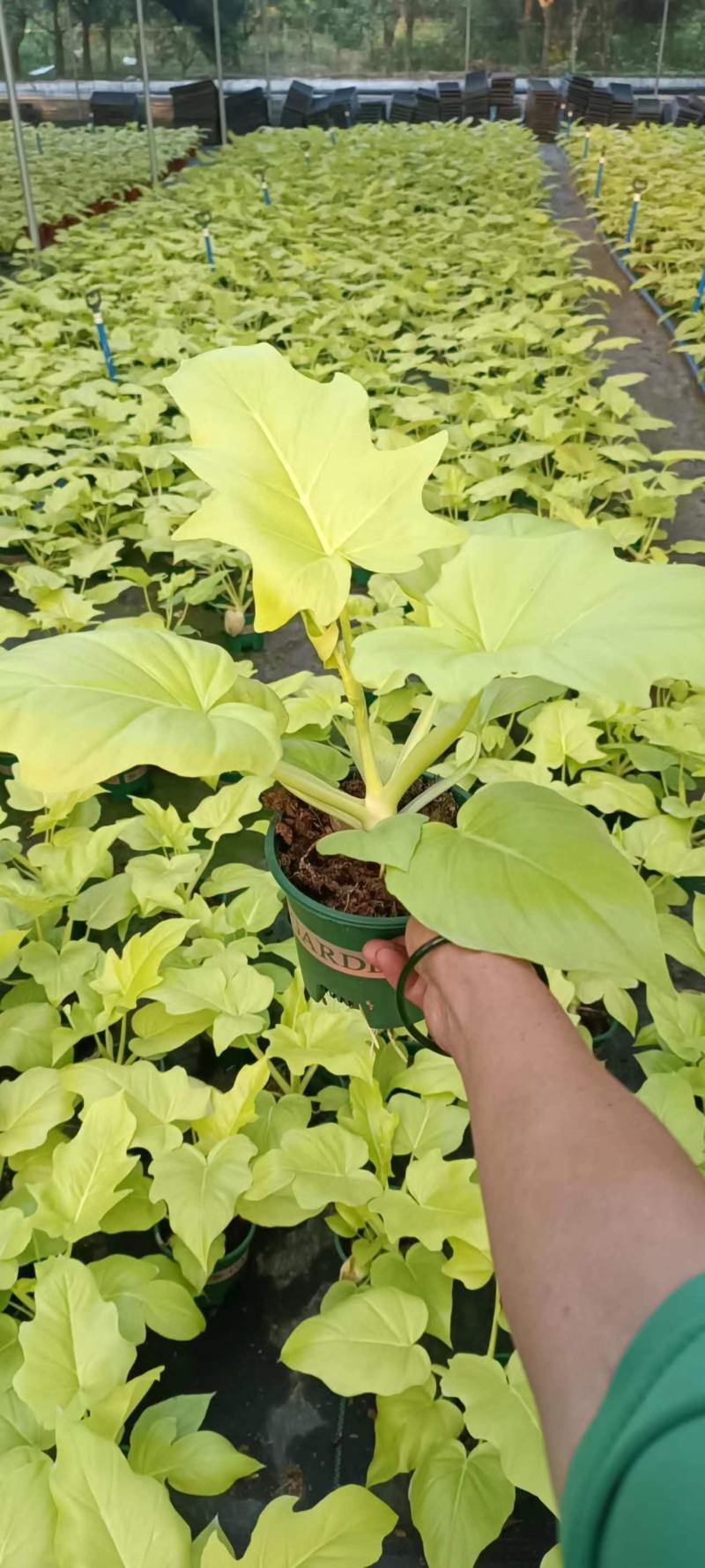 春羽绿植盆栽净化新鲜空气居家室内室外常备绿植盆栽净化新鲜