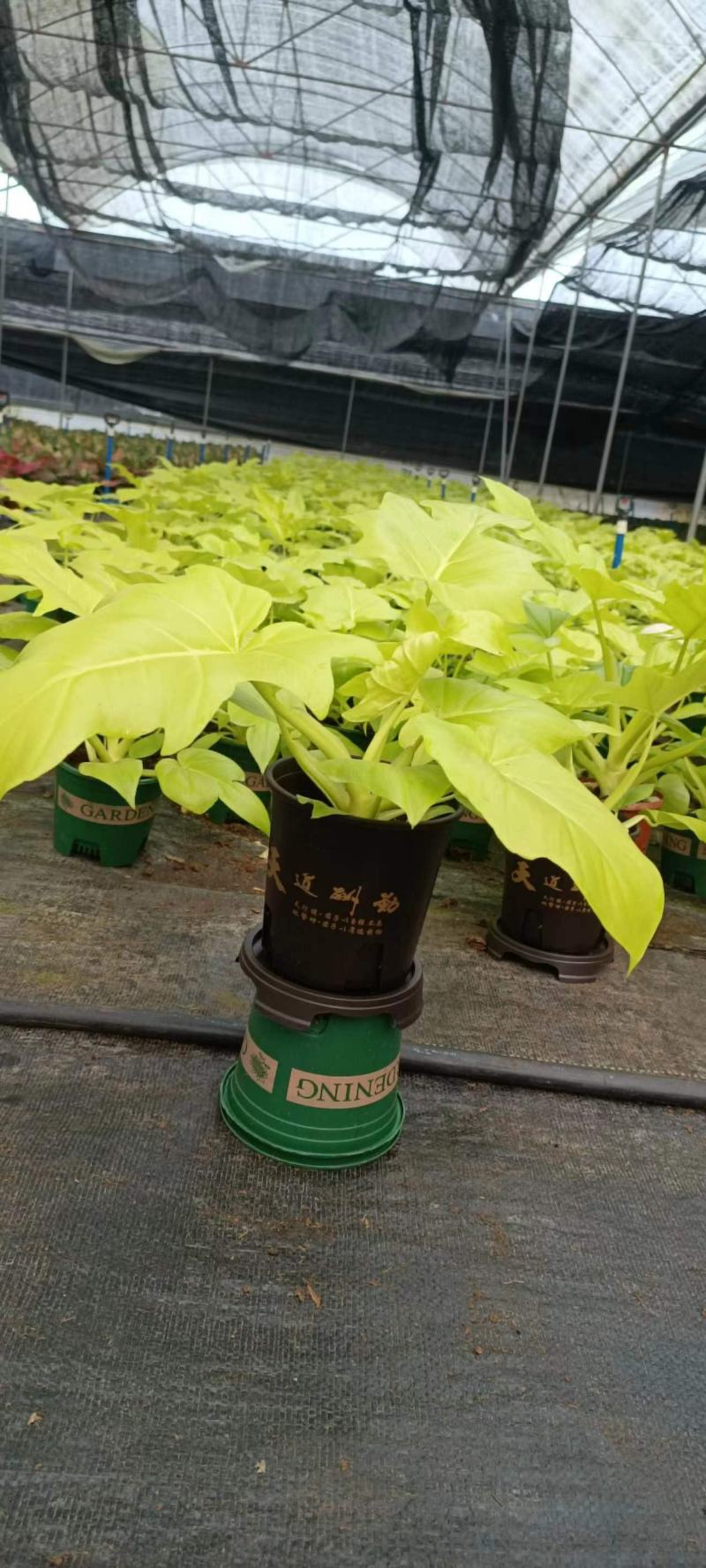 春羽绿植盆栽净化新鲜空气居家室内室外常备绿植盆栽净化新鲜