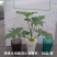 春羽绿植盆栽净化新鲜空气居家室内室外常备绿植盆栽净化新鲜