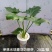 春羽绿植盆栽净化新鲜空气居家室内室外常备绿植盆栽净化新鲜