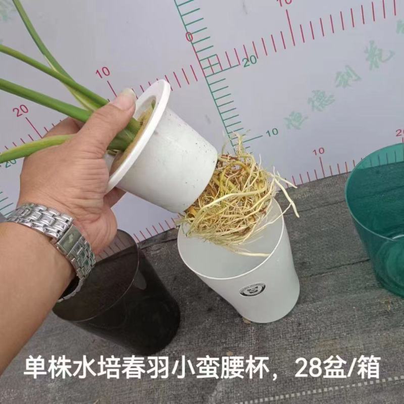 春羽绿植盆栽净化新鲜空气居家室内室外常备绿植盆栽净化新鲜