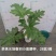 春羽绿植盆栽净化新鲜空气居家室内室外常备绿植盆栽净化新鲜