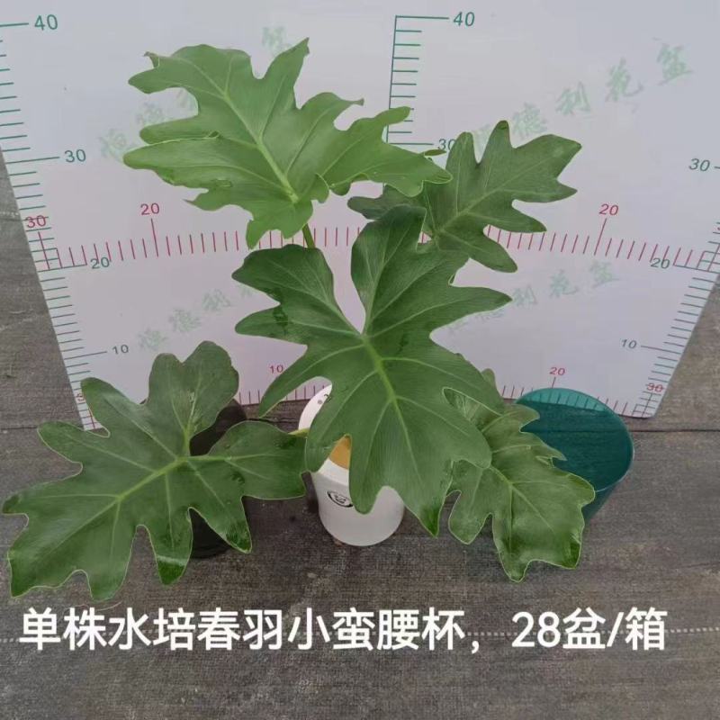 春羽绿植盆栽净化新鲜空气居家室内室外常备绿植盆栽净化新鲜