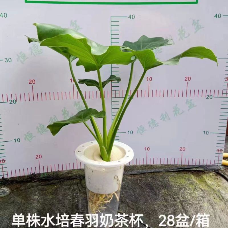 春羽绿植盆栽净化新鲜空气居家室内室外常备绿植盆栽净化新鲜