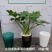 春羽绿植盆栽净化新鲜空气居家室内室外常备绿植盆栽净化新鲜