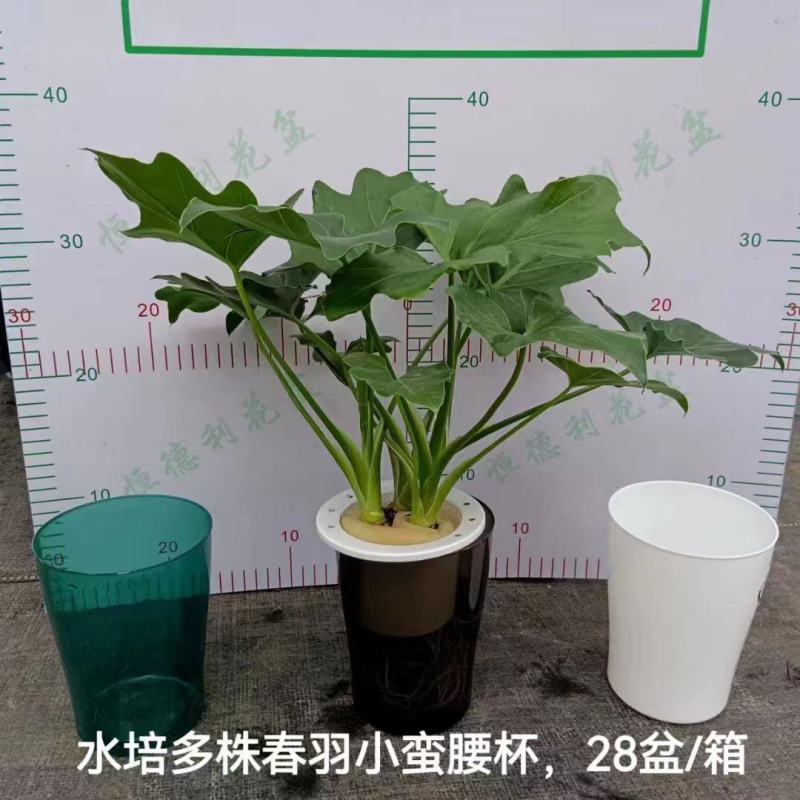 春羽绿植盆栽净化新鲜空气居家室内室外常备绿植盆栽净化新鲜