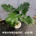春羽绿植盆栽净化新鲜空气居家室内室外常备绿植盆栽净化新鲜