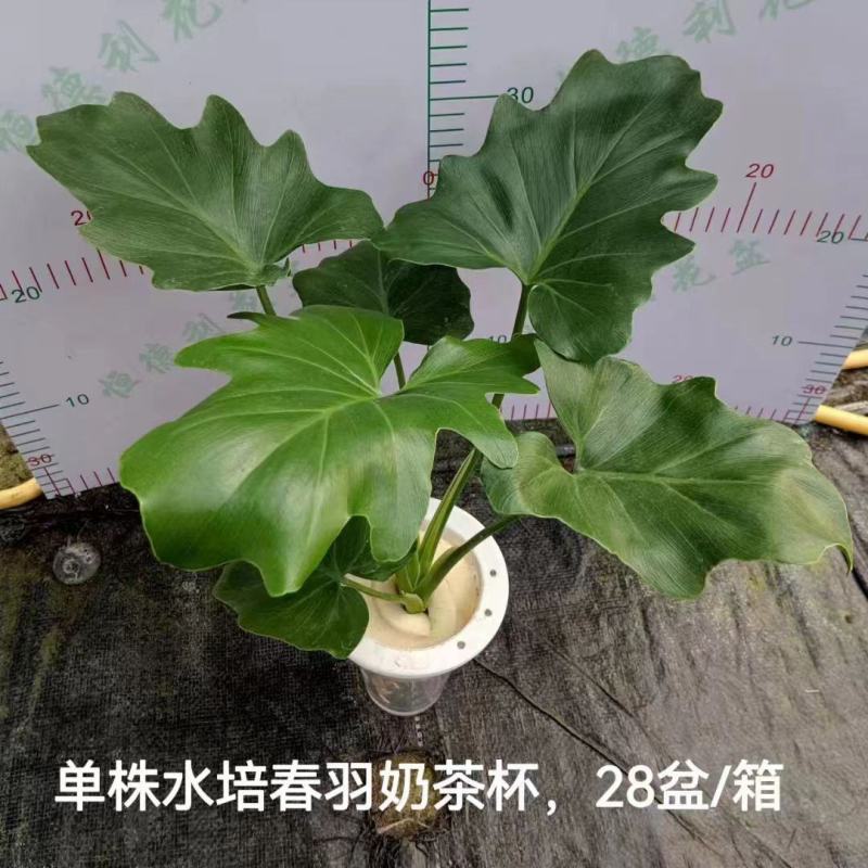 春羽绿植盆栽净化新鲜空气居家室内室外常备绿植盆栽净化新鲜