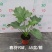 春羽绿植盆栽净化新鲜空气居家室内室外常备绿植盆栽净化新鲜