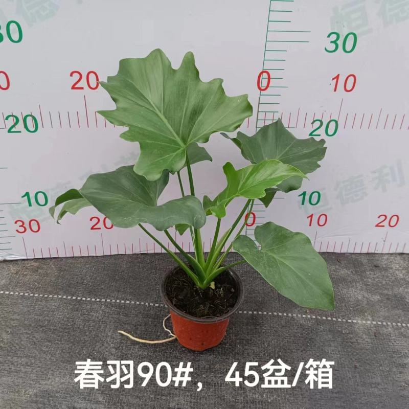春羽绿植盆栽净化新鲜空气居家室内室外常备绿植盆栽净化新鲜