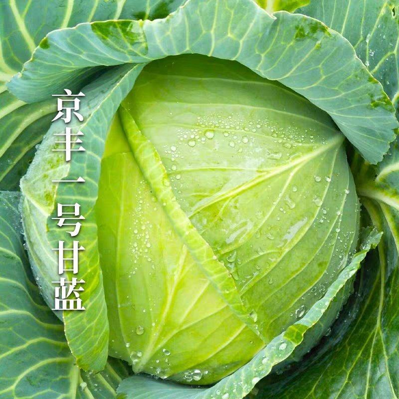 甘蓝京丰一号产地一手货源，保质保量欢迎来电订购