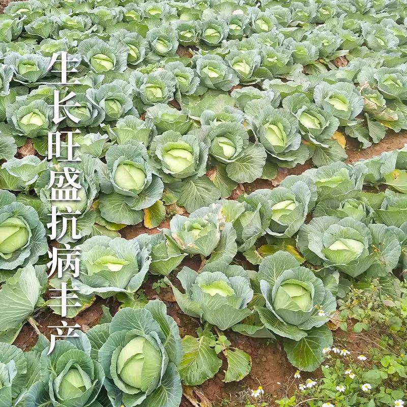 甘蓝京丰一号产地一手货源，保质保量欢迎来电订购