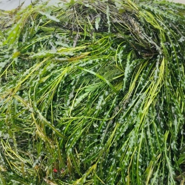 马来眼子菜