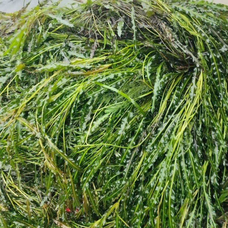 马来眼子菜