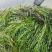 马来眼子菜