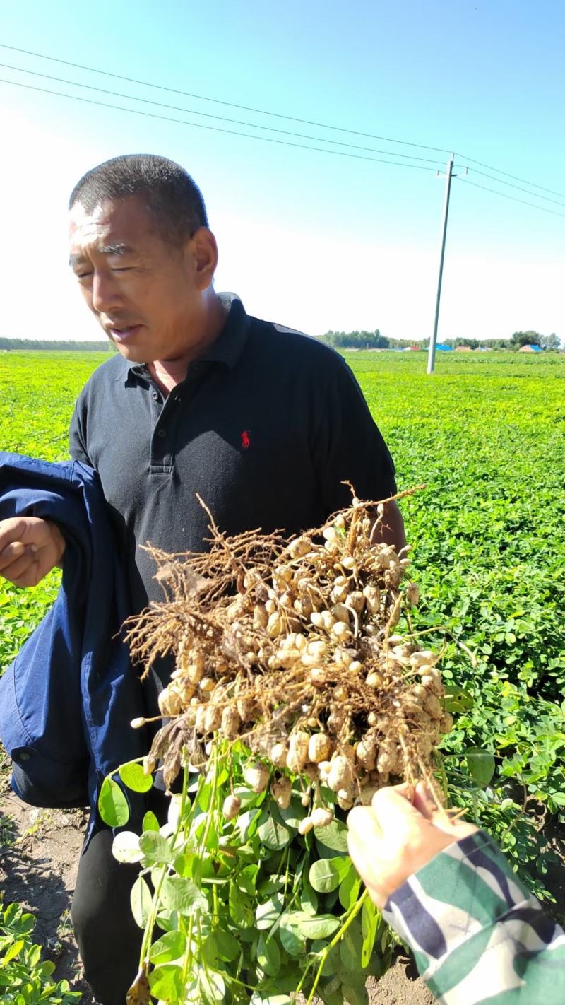 硼钼肥花生大豆杂豆叶面肥水溶肥促进根瘤菌补硼钼