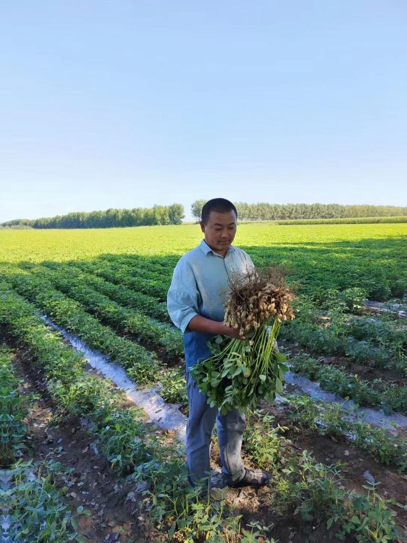 硼钼肥花生大豆杂豆叶面肥水溶肥促进根瘤菌补硼钼