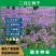 二月兰种子，二月兰花种子，盆栽花海景观绿化花卉种子批发种