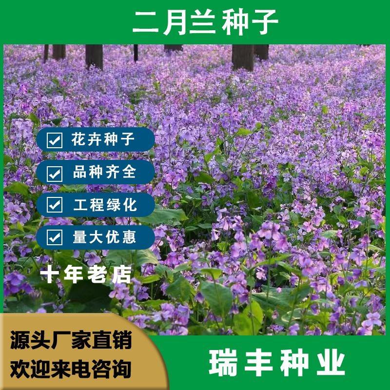二月兰种子，二月兰花种子，盆栽花海景观绿化花卉种子批发种