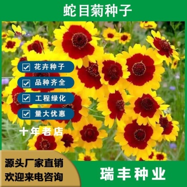 蛇目菊种子，昆仑雪菊天山雪菊花籽盆栽庭院阳台四季播种花卉