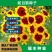 蛇目菊种子，昆仑雪菊天山雪菊花籽盆栽庭院阳台四季播种花卉