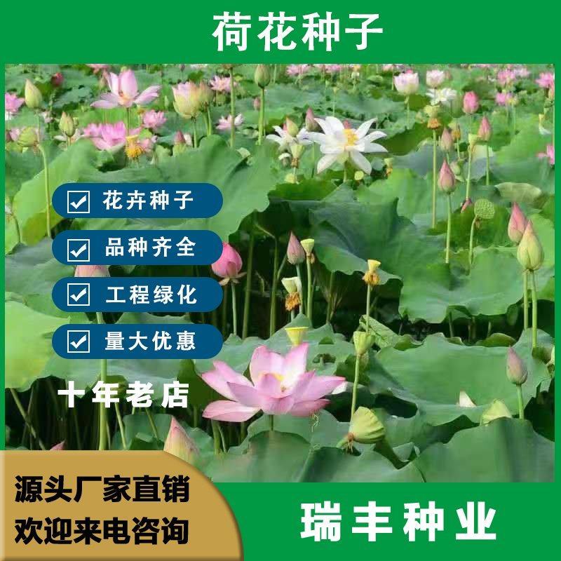 荷花种子，睡莲高产莲子莲藕种子食用大田池塘观赏莲藕种苗
