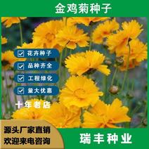 大花金鸡菊种子多年生宿根纯黄色菊花种籽四季播种耐旱