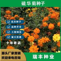 硫华菊种子，四季种植花海名宿景观绿化花卉种子硫华菊花种子