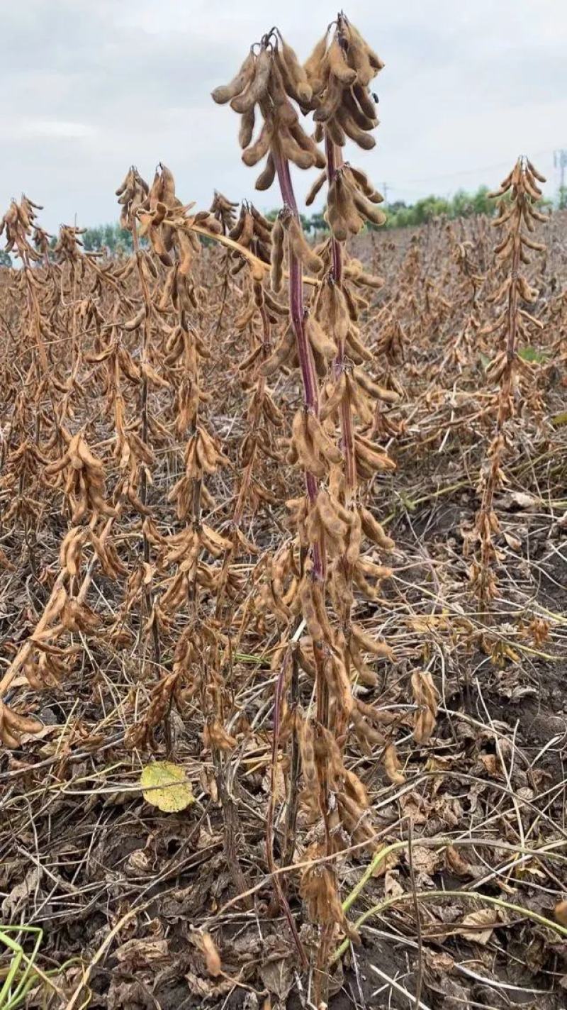 硼钼肥花生大豆杂豆叶面肥水溶肥促进根瘤菌补硼钼