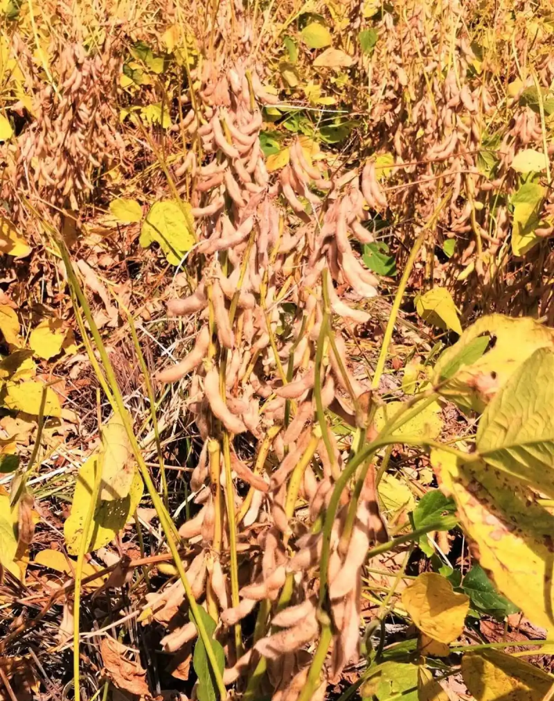 硼钼肥花生大豆杂豆叶面肥水溶肥促进根瘤菌补硼钼