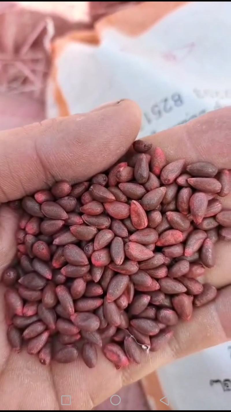 优质饼肥
