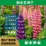 鲁冰花种子羽扇豆种子庭绿化花卉种子新种子发芽率高
