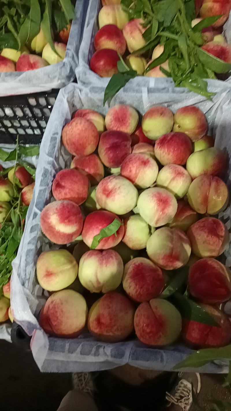 美脆桃