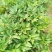 [推荐]山东菏泽芍药苗勺药种苗货源充足诚信经