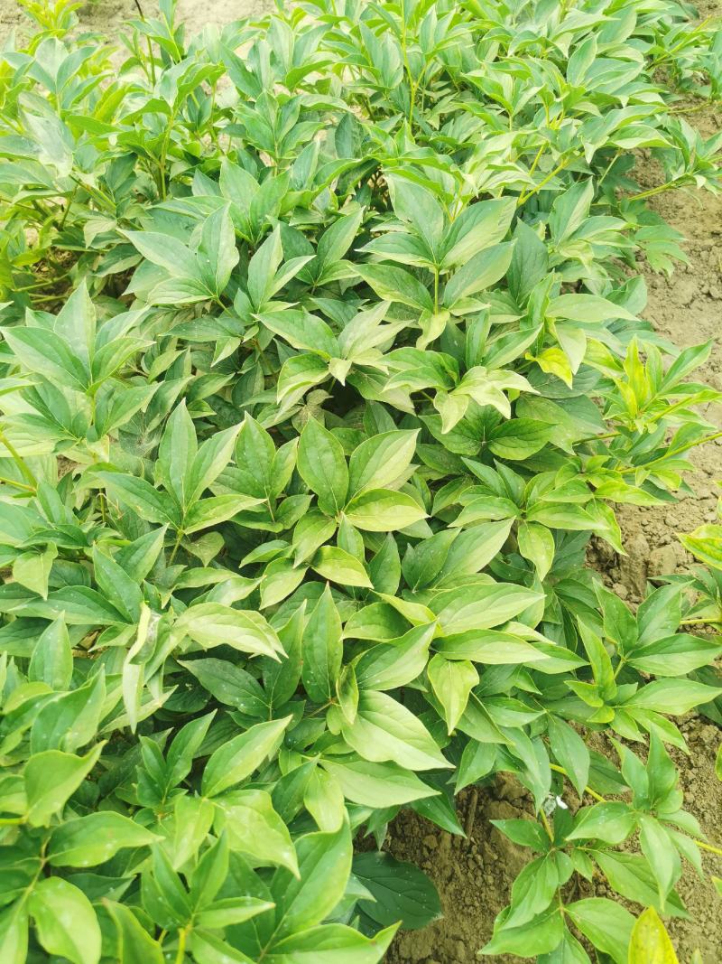 [推荐]山东菏泽芍药苗勺药种苗货源充足诚信经