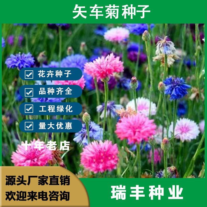新矢车菊花卉种子混色单色花海景观庭院易种易混花种子批发
