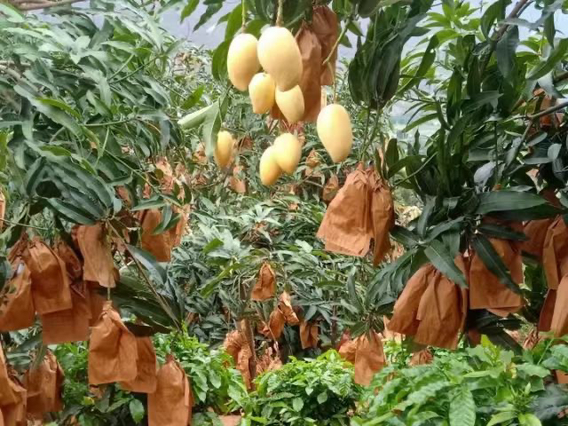 图示为果园中安装的太阳能杀虫灯和黄板诱虫装置 冬枣园绿色防控设施布置