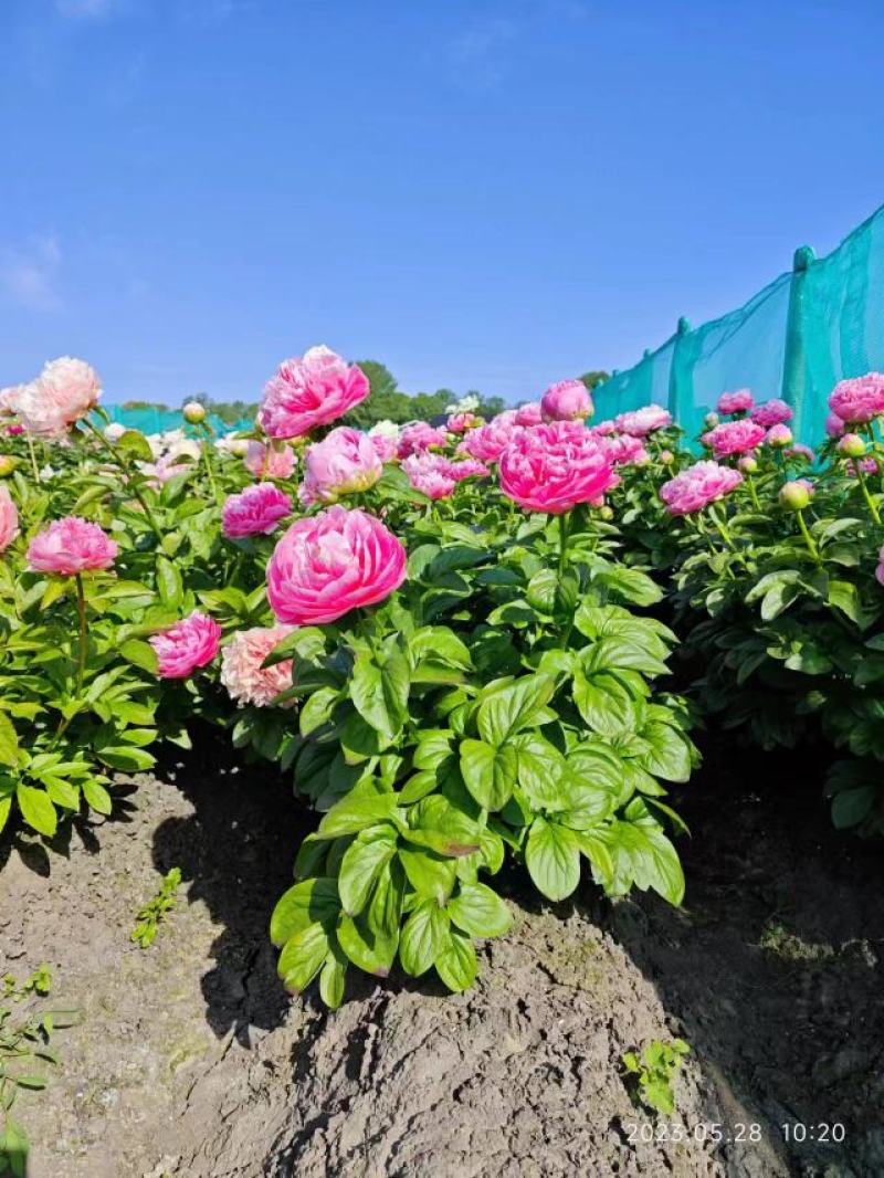 [推荐]山东菏泽芍药苗勺药种苗货源充足诚信经
