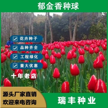 【荷兰郁金香】郁金香种球，四季种植水培土培花卉大球重瓣