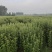 艾草端午艾草大量批发，可以按照要求定制，量大便宜可以