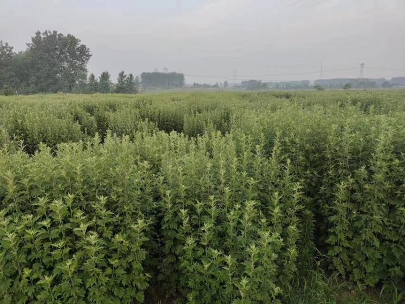 艾草端午艾草大量批发，可以按照要求定制，量大便宜可以