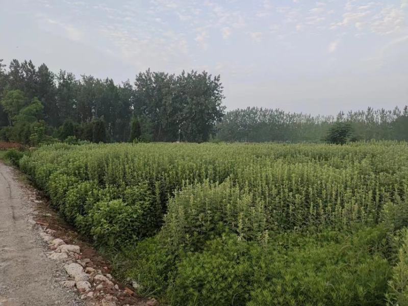 艾草端午艾草大量批发，可以按照要求定制，量大便宜可以