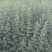 艾草端午艾草大量批发，可以按照要求定制，量大便宜可以