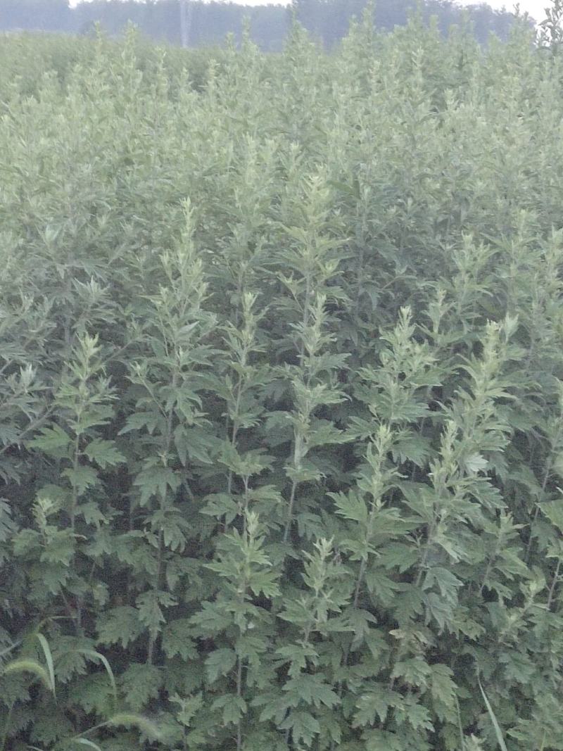 艾草端午艾草大量批发，可以按照要求定制，量大便宜可以