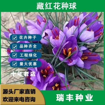 藏红花种球，盆栽药用食用番红花耐寒植物室内盆栽花卉种球批