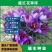 藏红花种球，盆栽药用食用番红花耐寒植物室内盆栽花卉种球批