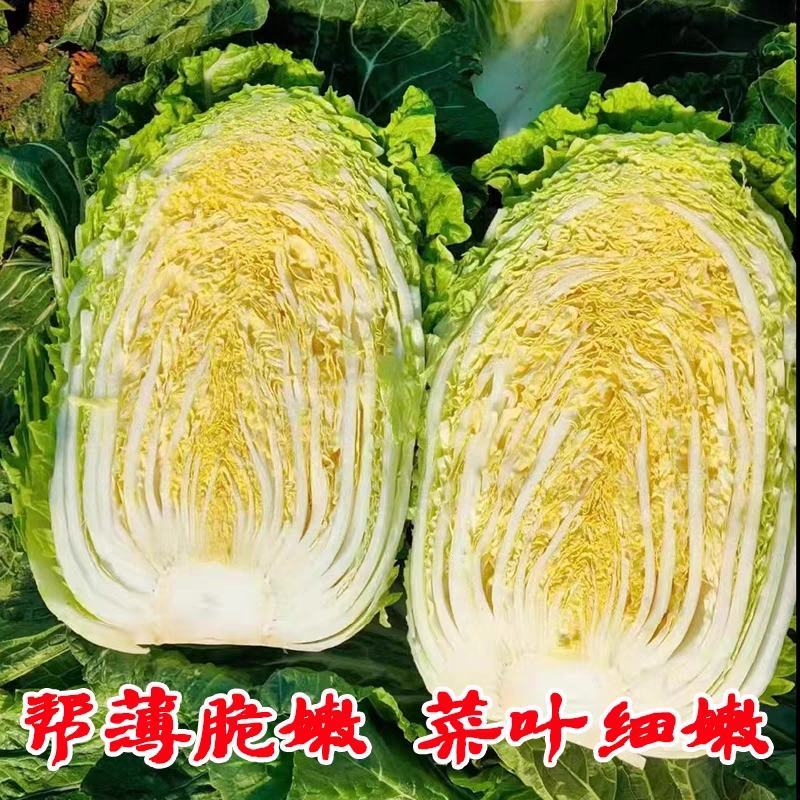 白菜黄心白菜产地一手货源，保质保量欢迎来电订购