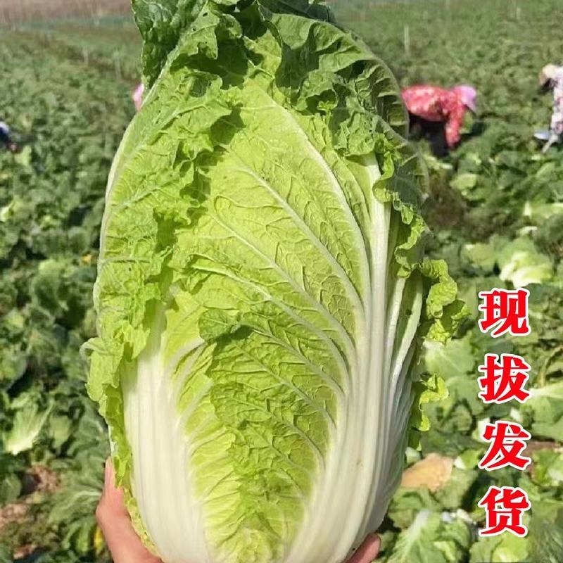 白菜黄心白菜产地一手货源，保质保量欢迎来电订购