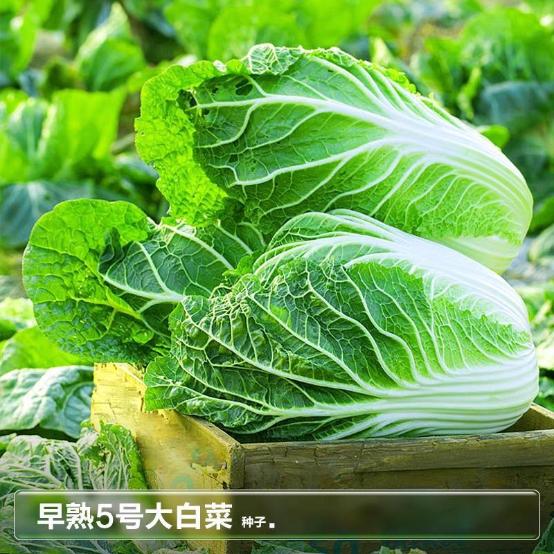 白菜黄心白菜产地一手货源，保质保量欢迎来电订购