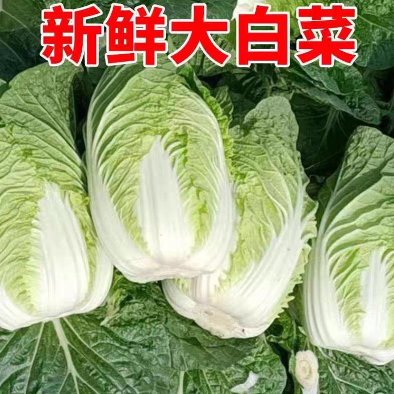 白菜黄心白菜，高山大白菜产地一手货源，现摘现发保质